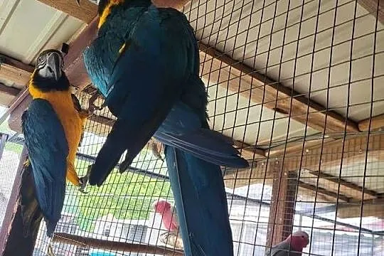 Para Ara ararauna