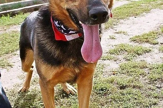 Fred - Mądry i kochany super psiak czeka na dom,  