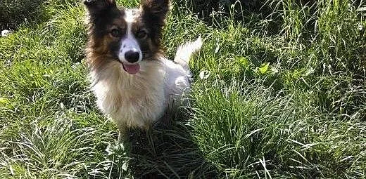 Florek - 3 letni pies do adopcji, mazowieckie Sie
