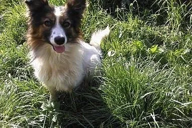Florek - 3 letni pies do adopcji,  mazowieckie Sie