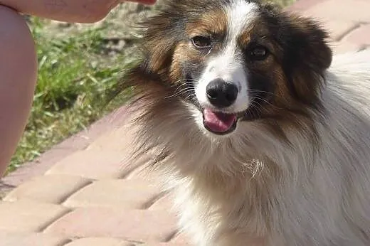 Florek - 3 letni pies do adopcji,  mazowieckie Sie