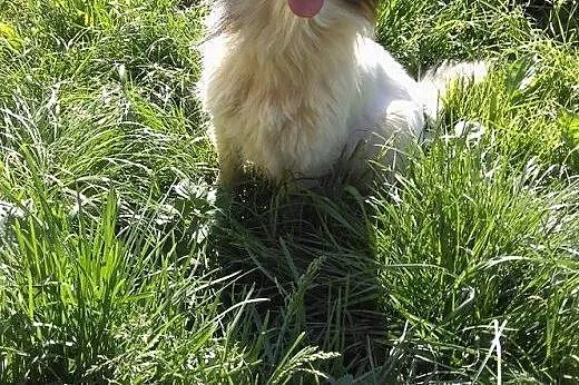 Florek - 3 letni pies do adopcji,  mazowieckie Sie