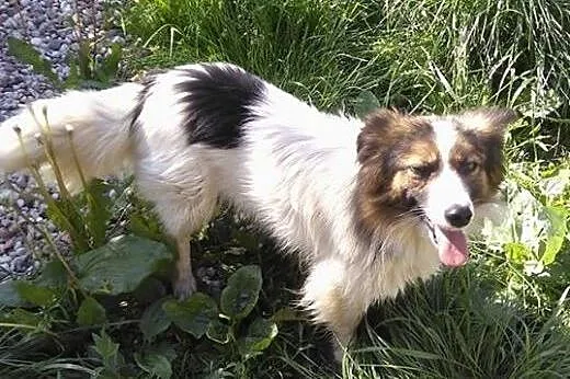 Florek - 3 letni pies do adopcji,  mazowieckie Sie
