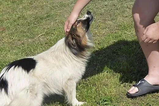 Florek - 3 letni pies do adopcji,  mazowieckie Sie