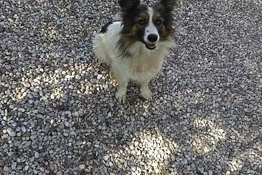 Florek - 3 letni pies do adopcji,  mazowieckie Sie