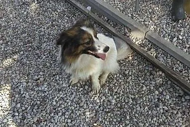 Florek - 3 letni pies do adopcji,  mazowieckie Sie