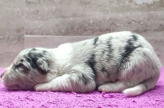 Szczenię BORDER COLLIE z Hodowli - Rasowy pies z pełną dok.