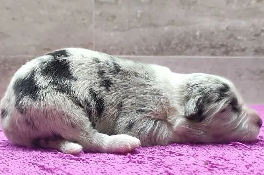 Szczenię BORDER COLLIE z Hodowli - Rasowy pies z pełną dok., Małopolskie, Kraków