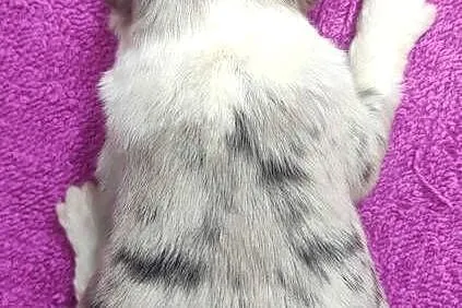 Szczenię BORDER COLLIE z Hodowli - Rasowy pies z pełną dok., Małopolskie, Kraków