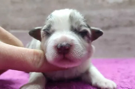 Szczenię BORDER COLLIE z Hodowli - Rasowy pies z pełną dok., Małopolskie, Kraków