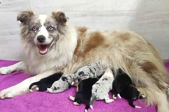 Szczenię BORDER COLLIE z Hodowli - Rasowy pies z pełną dok., Małopolskie, Kraków