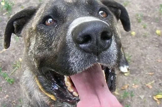 AMOR w typie TTB do szuka domu , wielkopolskie Poznań