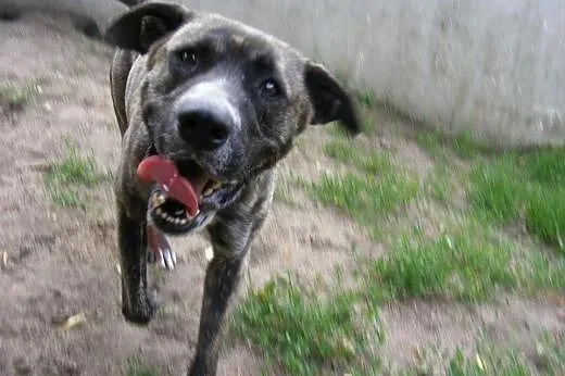 AMOR w typie TTB do szuka domu ,  wielkopolskie Po
