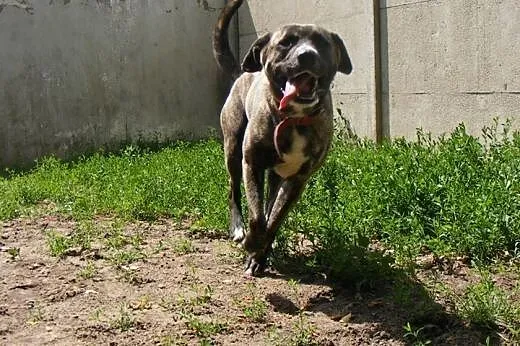 AMOR w typie TTB do szuka domu ,  wielkopolskie Po