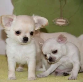 Mam na sprzedaż dwa urocze chihuahua. Skontaktuj się, aby uzyskać więcej informacji.