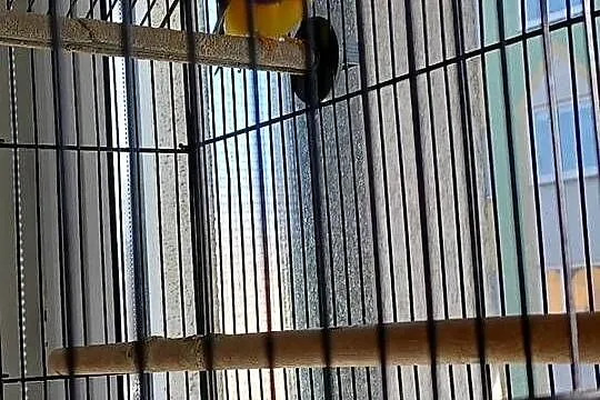 Sprzedam PILNIE 2 Amadyny wspaniałe czerwonogłowe + klatka gratis., Pomorskie, Kartuzy