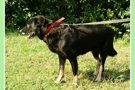 4 lata, 30 kg,łagodny,zrównoważony pies WIESIEK_Ad