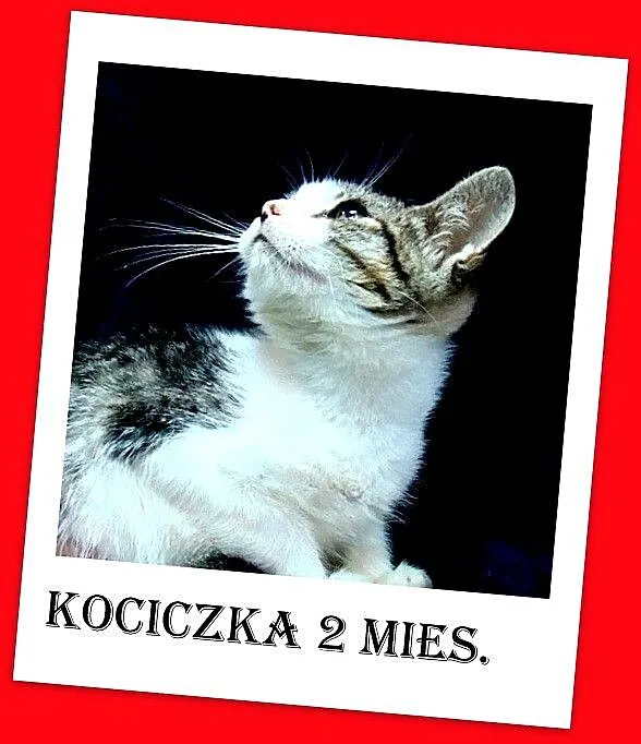 9 tygodniowa biało bura kociczka,kuwetkowa,wesoła_