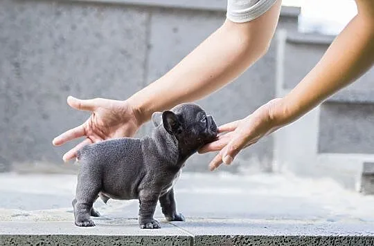 Mini bulldog, Kamień Krajeński