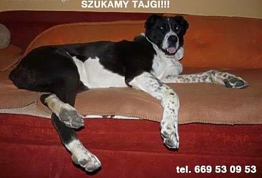 Zaginęła TAJGA! , mazowieckie Radom