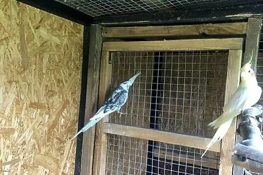 Papugi Nimfy Wystawowe ., Podkarpackie, Jedlicze