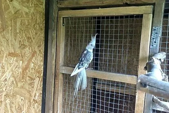 Papugi Nimfy Wystawowe ., Podkarpackie, Jedlicze