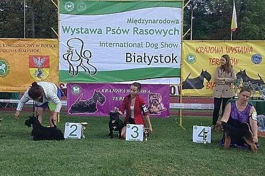 Staffordshire Bull Terier Reproduktor pokryje sucz