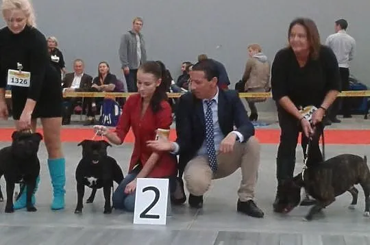 Staffordshire Bull Terier Reproduktor pokryje sucz