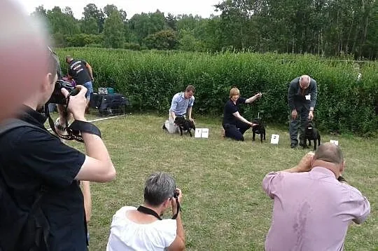 Staffordshire Bull Terier Reproduktor pokryje sucz