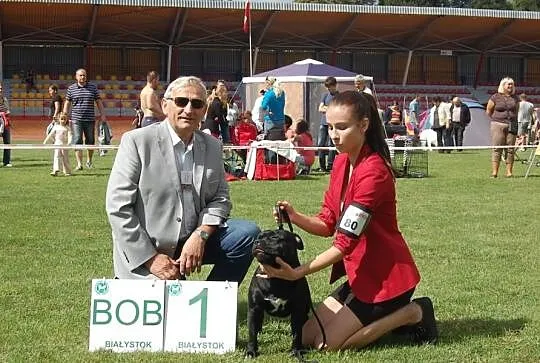 Staffordshire Bull Terier Reproduktor pokryje sucz