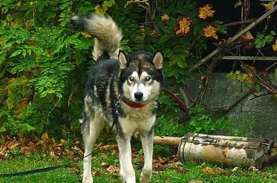 Hektor młody, łagodny alaskan malamute szuka domu