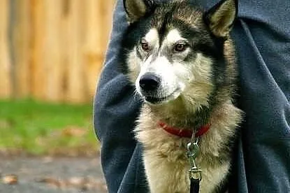 Hektor młody, łagodny alaskan malamute szuka domu