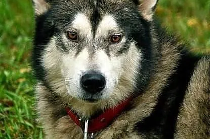 Hektor młody, łagodny alaskan malamute szuka domu