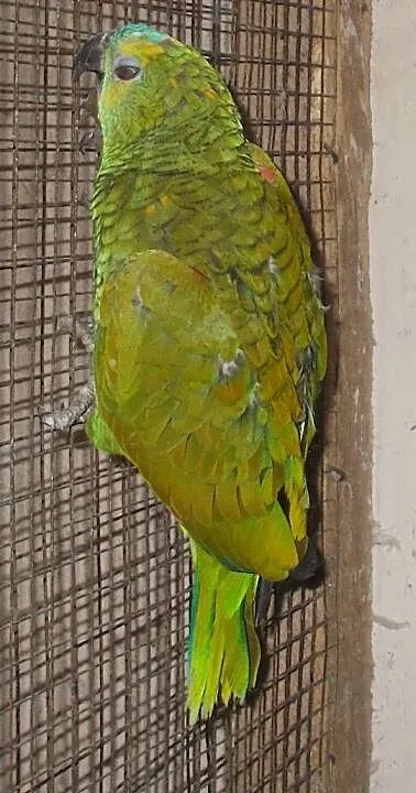 amazonka niebieskoczelna (Amazona aestiva), Wielkopolskie, Kościan