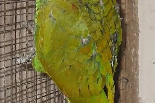 amazonka niebieskoczelna (Amazona aestiva), Wielkopolskie, Kościan