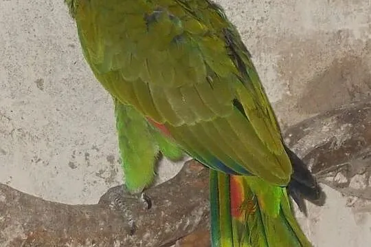amazonka niebieskoczelna (Amazona aestiva), Wielkopolskie, Kościan