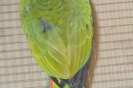 amazonka niebieskoczelna (Amazona aestiva), Wielkopolskie, Kościan