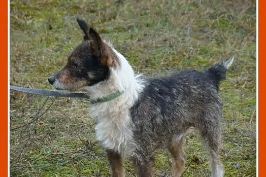 PIKPOK - młody 3 letni pies,szorstkowłosy, terierk
