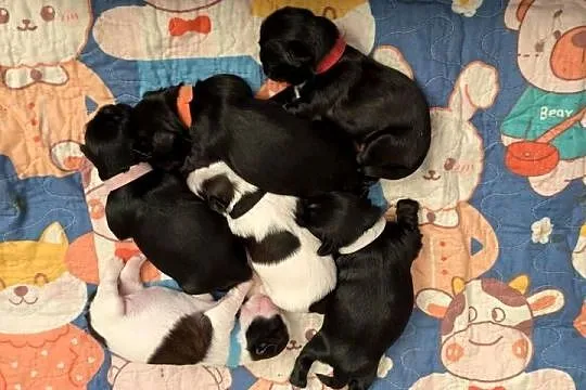 Szczenięta shih tzu z genem blue