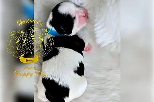 Szczenięta shih tzu z genem blue, Śląskie, Zawiercie