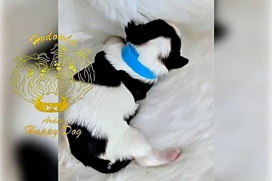 Szczenięta shih tzu z genem blue, Śląskie, Zawiercie