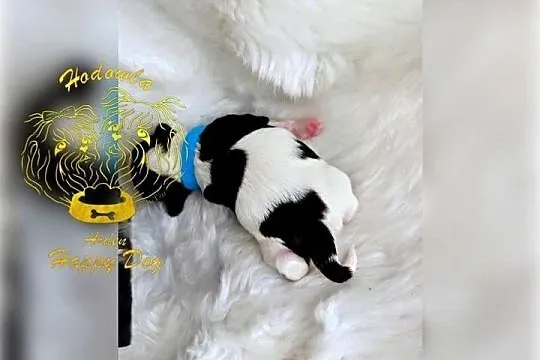 Szczenięta shih tzu z genem blue, Śląskie, Zawiercie