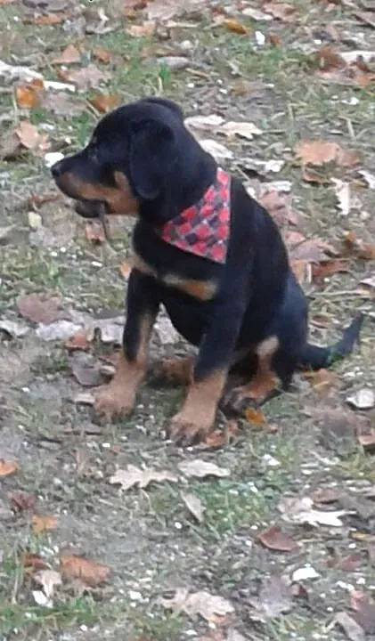 Rottweiler :), Rottweiler cała Polska