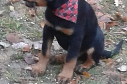 Rottweiler :),  Rottweiler cała Polska