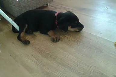 Rottweiler :),  Rottweiler cała Polska