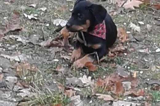 Rottweiler :),  Rottweiler cała Polska