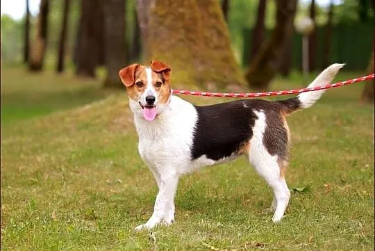 Fruzia - przeurocza suczka :)