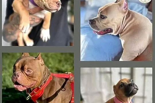 American Bully ABKC suczki