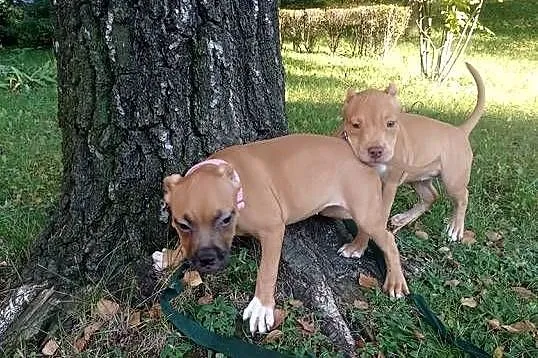 American Bully ABKC suczki, Małopolskie, Kraków