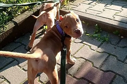 American Bully ABKC suczki, Małopolskie, Kraków